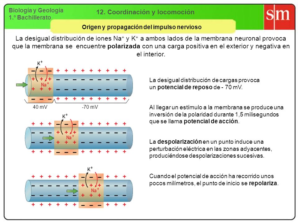 Nervioso impulso es biologia en un que